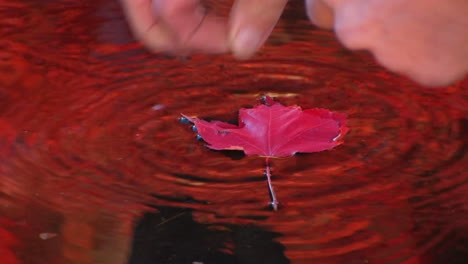 a red leaf floats down a stream