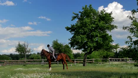 the man riding on the horse on green meadow