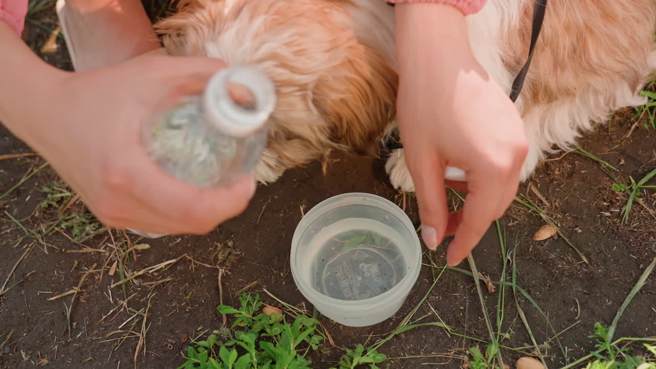 Closeup Hands Pouring Water Into Bowl, Small Fluffy Dog Laps Eagerly At Portable Dish On Grass, Sandals And Leash Visible, Sunlit Park Ground And Gentle Care Gesture As Owner Refills Bottle To Hydrate