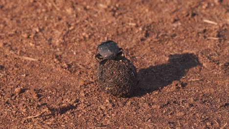 Escarabajo-Africano-Bola-Rodante-De-Estiércol-En-La-Suciedad