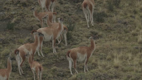 herd of guanaco in south america