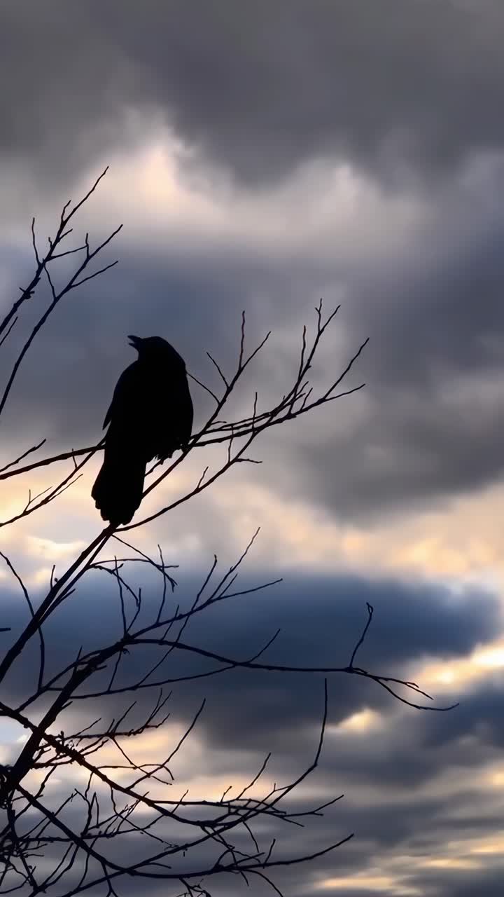 Sagoma di un corvo appollaiato su un ramo spoglio contro un cielo drammatico.