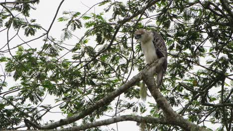 un zoom out de este pájaro mirando intensamente a la izquierda, águila filipina pithecophaga jefferyi, filipinas