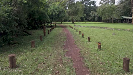 Un-Paseo-Sereno-En-Un-Exuberante-Parque-Verde-En-Un-Bosque