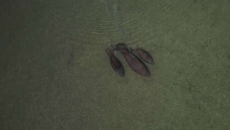 aerial birds eye view of family of manatees swimming in the florida keys