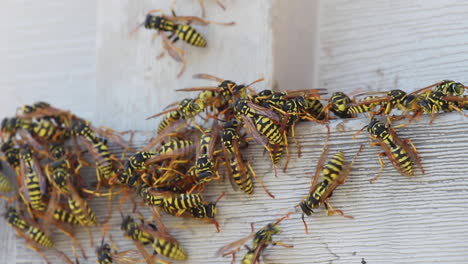 un primerísimo plano macro de avispas pululando en el lateral de un edificio en el verano al aire libre