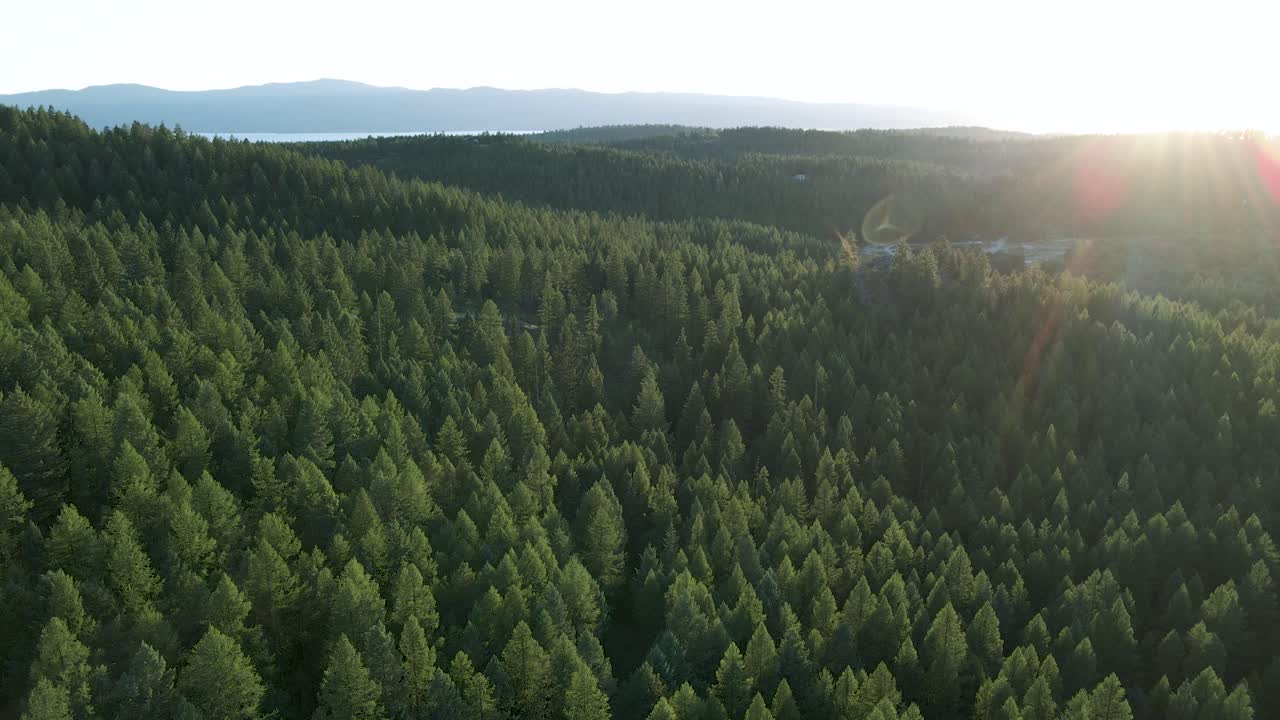 Bagliore solare mattutino sopra i rigogliosi pini nel paesaggio forestale di Kalispell e Bigfork in Montana, USA - drone aereo.