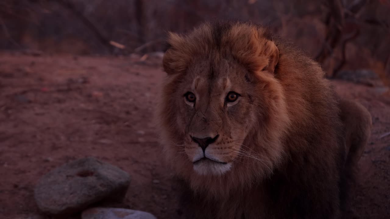 el león macho que muestra la cara cicatrizada en la luz de la mañana te mira