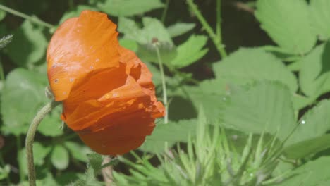 a vivid poppy being inspected by a busy bee on a calm spring day