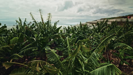 banana plantation with wind damage