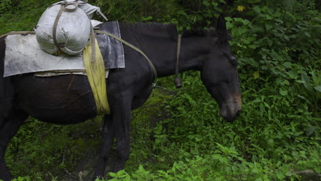 mules passing by trekking trails carrying loads of trekkers in nepal