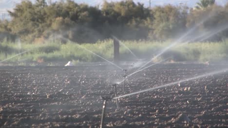 Close-up-of-irrigation-Sprinkler-in-Southern-California,-USA-2