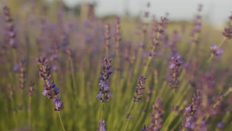 vista de cerca de lavanda en el campo
