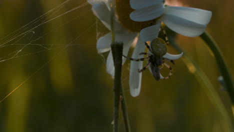 spider on a daisy