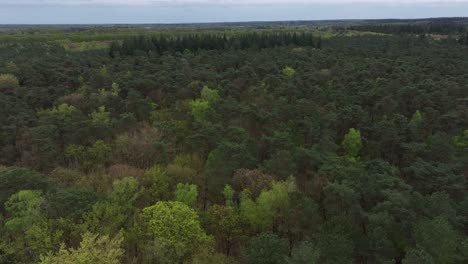 cordillera de colinas ricas en bosques de veluwe, provincia de gelderland, países bajos