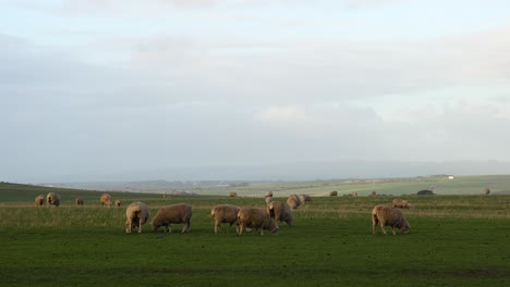 sheep grazing in a field near coastal cliffs