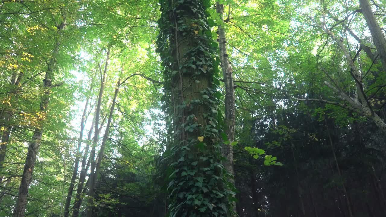 un árbol en el bosque cubierto de hiedra