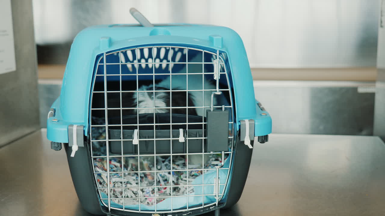 공항에서 애완동물 캐리어에 동요된 강아지