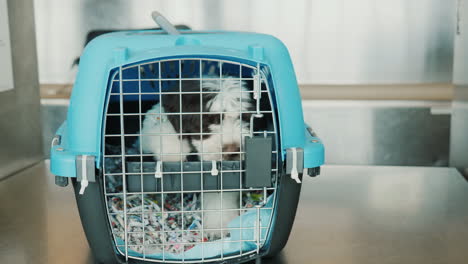 agitated puppy in pet carrier in airport