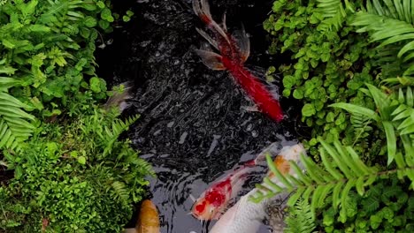 koi fish in a garden pond