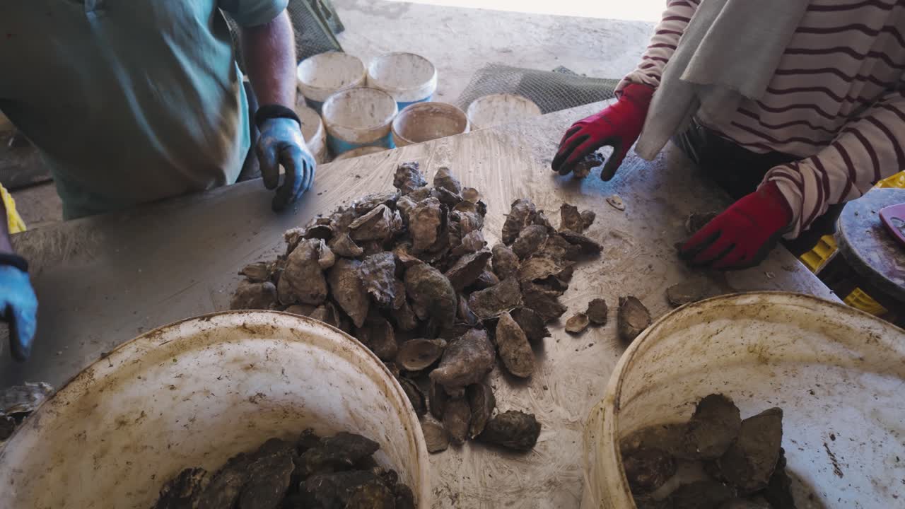 Workers sorting freshly harvested oysters on a table at an oyster farm in Portugal