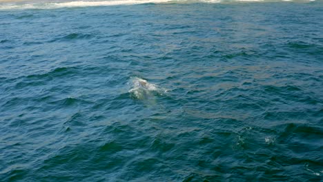 Aerial-4K-footage-of-humpback-whales-by-Point-Dume-off-the-coast-of-Malibu,-California,-USA