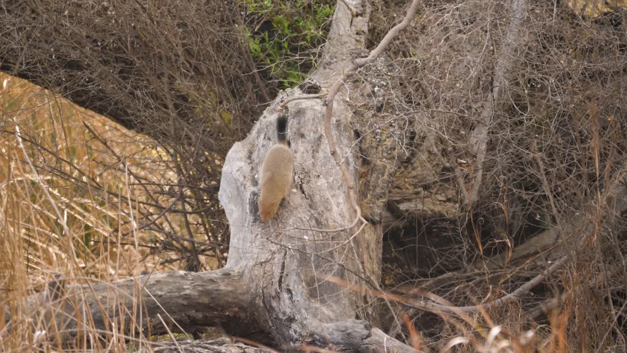 slender mongoose runs down tree stump and disappears among tall grasses of South African savannah