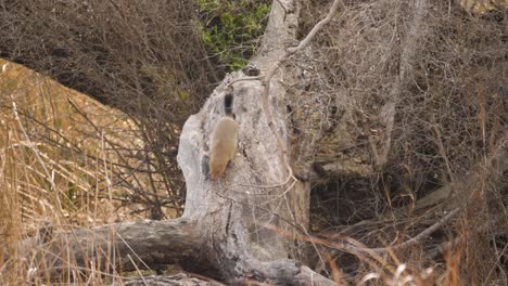 slender mongoose runs down tree stump and disappears among tall grasses of south african savannah