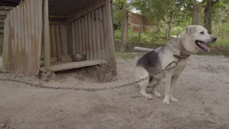 Großer-Hund-An-Der-Leine-Saß-Vor-Dem-Zwinger-Im-Hinterhof,-Nahaufnahme