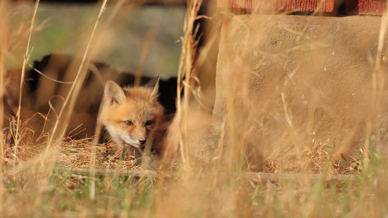 An American Red Fox cub curled up on the floor underneath an urban structure as it falls asleep