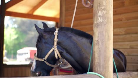 detail view of a horse tied up and showing its teeth after a bath