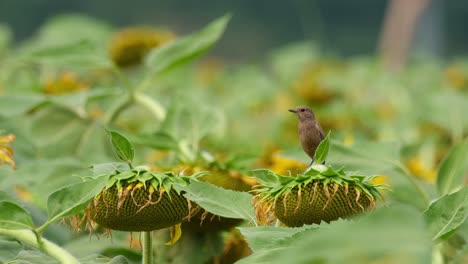 la cámara se aleja a la derecha revelando este pájaro en la parte superior de un girasol, pied bushchat saxicola caprata, tailandia