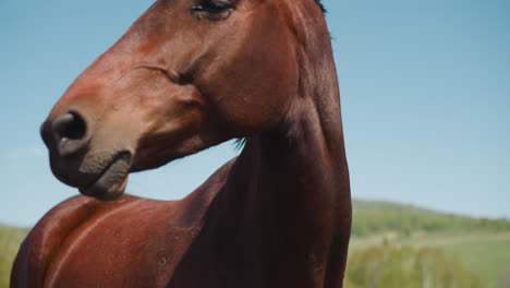 Noble-equine-animal-with-large-dark-eyes-turns-head-on-field