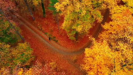 aerial view of a forest in autumn with a person walking on a path
