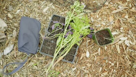 Gartenwerkstatt-Beim-Pflanzen-Einer-Kuriertasche-Und-Einiger-Pflanzen,-Die-Eine-Trophäe-Mit-Nach-Hause-Nehmen