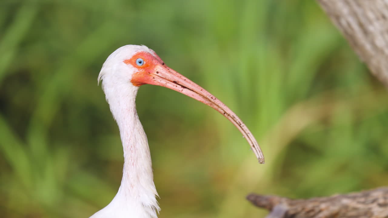 White Ibis Walking Head Close Up