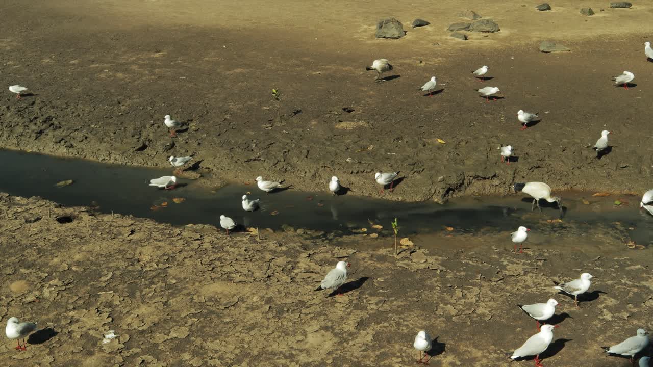 grupo de tatler de cola gris en la vía fluvial