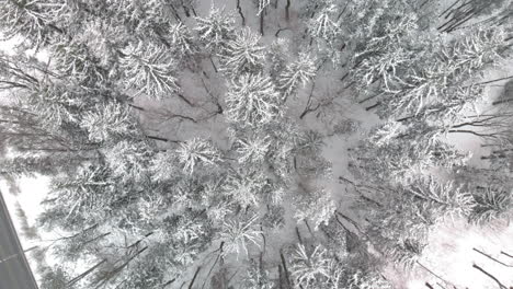 top down aerial rotating over snow covered pine trees in cold winter forest