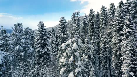 Beautiful-snow-scene-forest-in-winter.-Flying-over-of-pine-trees-covered-with-snow.