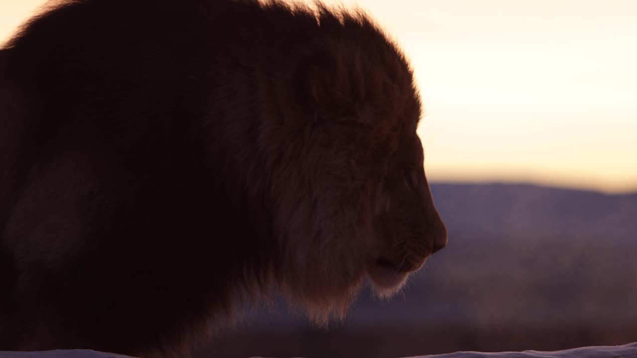 el león ruge con el aliento mostrando en la luz del amanecer slomo