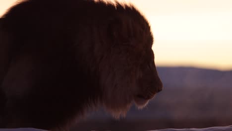 lion roars with breath showing in the sunrise light slomo