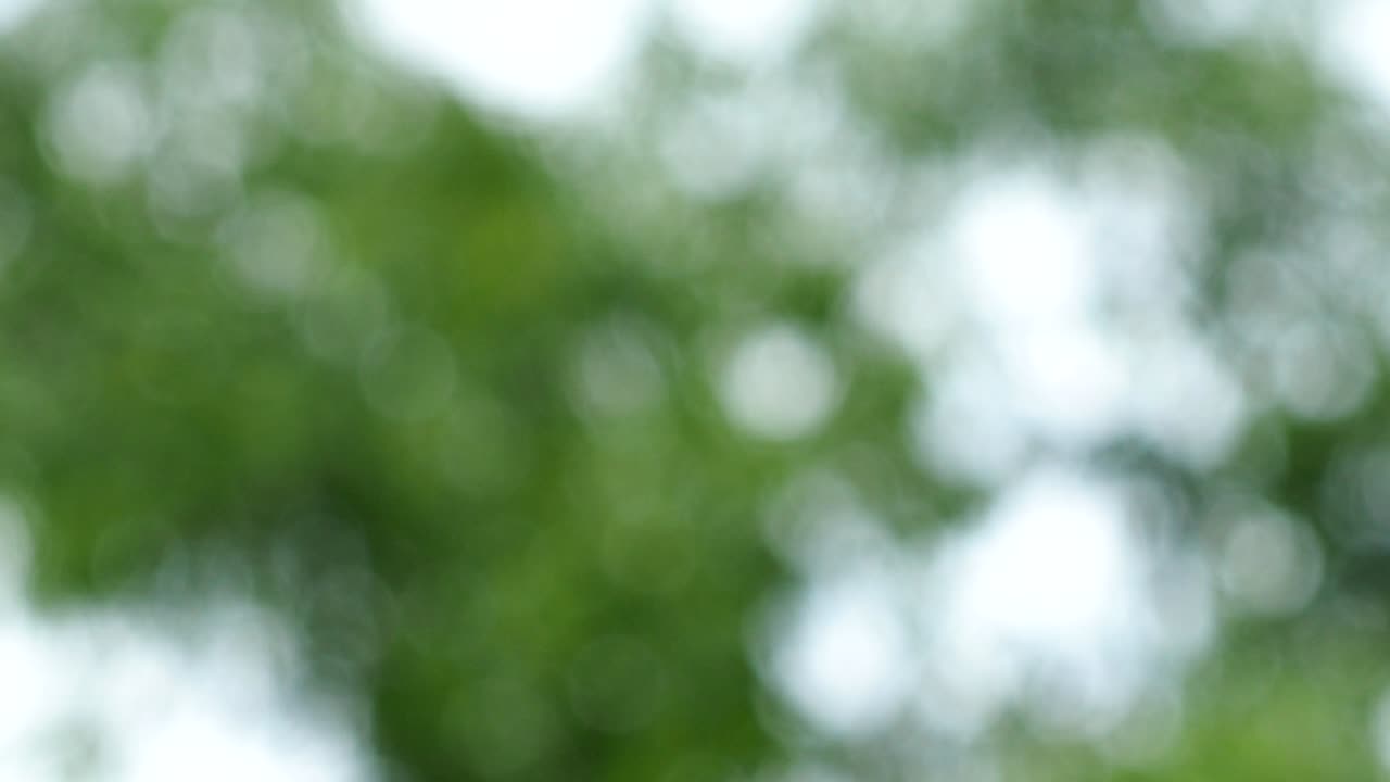 bokeh de un árbol de bambú borroso con la luz del sol