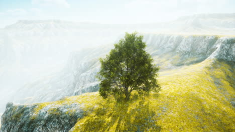 Frühlingsfeld-Mit-Einsamem-Baum