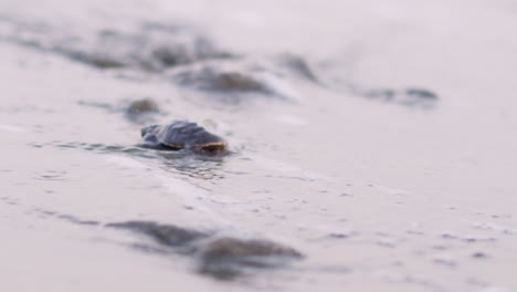 Handheld-shot-of-a-baby-hawksbill-turtle-running-towards-the-sea-waves