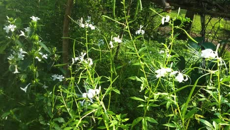 beautiful white flowers growing in a backyard garden with healthy green leaves