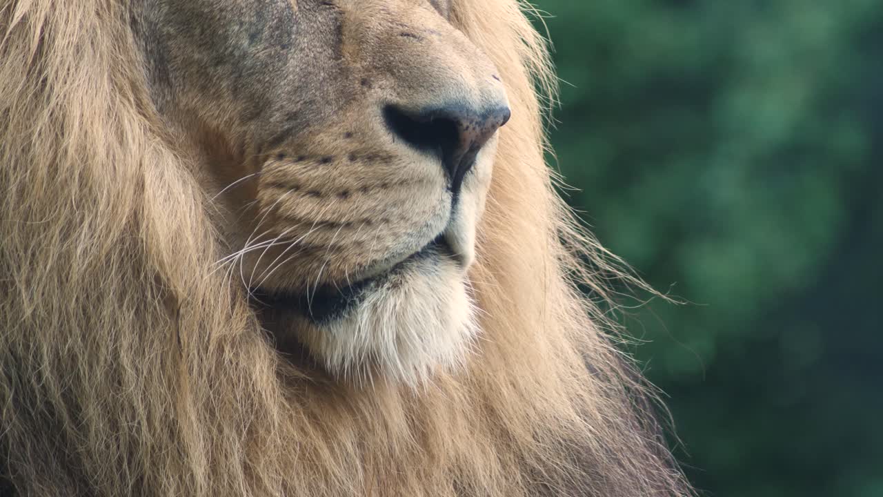 Posun kamery nahoru k africkému lvu, který se dívá a odpočívá v sedě.