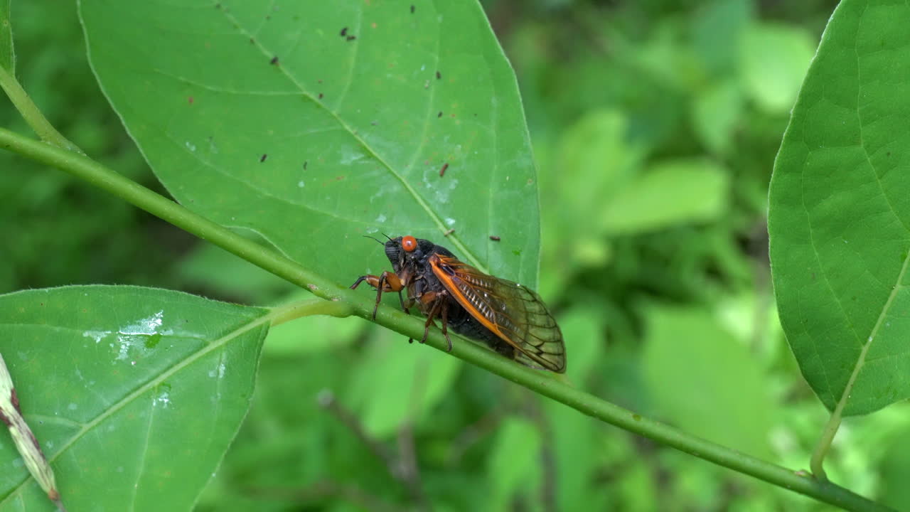 2021년에 부화한 무리 x 매미는 왼쪽을 향한 식물 줄기에 앉아 있습니다.