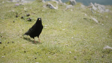 Eine-Nahaufnahme-Von-Alpine-Husten,-Der-Sich-Umschaut,-Ein-Paar-Flügelschläge-Macht-Und-Wieder-Auf-Dem-Gras-Landet