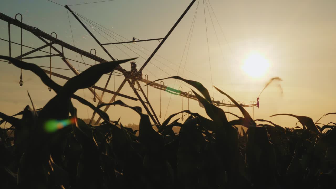 silueta del sistema de riego en el trabajo en el campo de maíz
