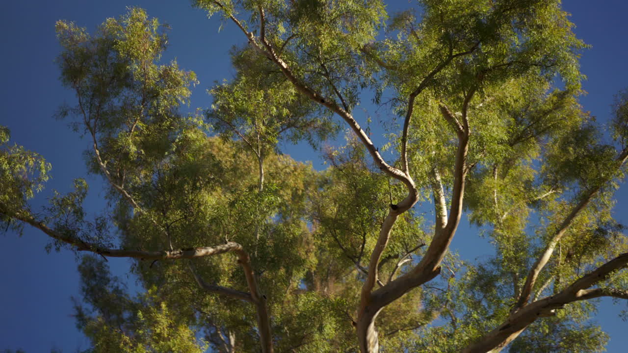 hermoso árbol viejo en el parque de la ciudad de verano, vista abstracta mirando hacia arriba